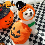 Dog in a Halloween pumpkin costume on a checkered floor with a large decorative pumpkin.