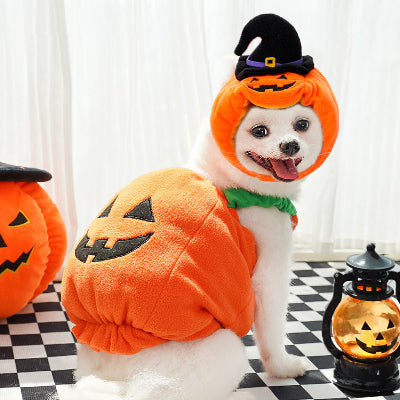 Dog in a Halloween pumpkin costume with a checkered floor and lantern in the background