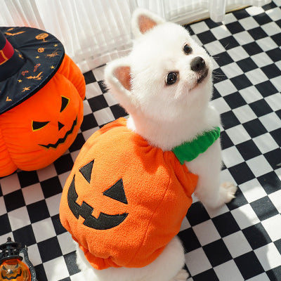 White dog in a pumpkin costume on a black and white checkered floor with Halloween decorations.
