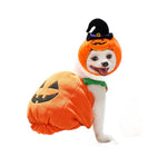 Dog wearing a Halloween pumpkin costume with a witch hat on a white background